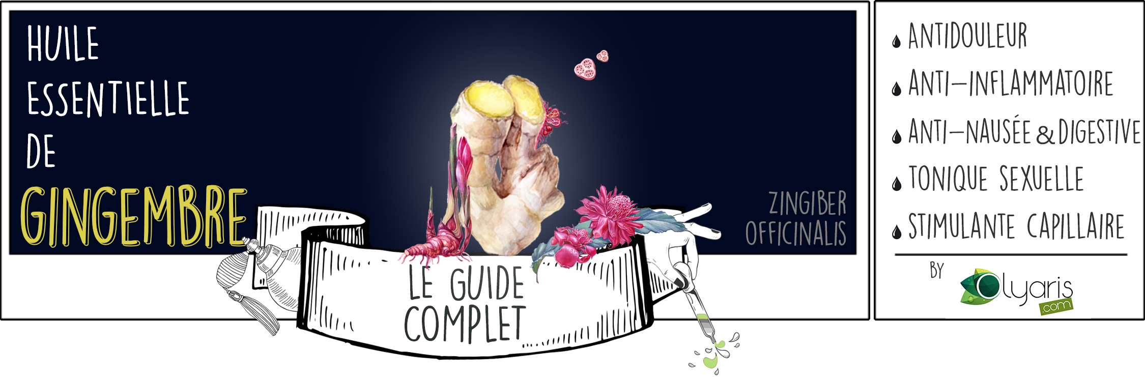 Huile Essentielle de Gingembre: le Guide Complet - Olyaris